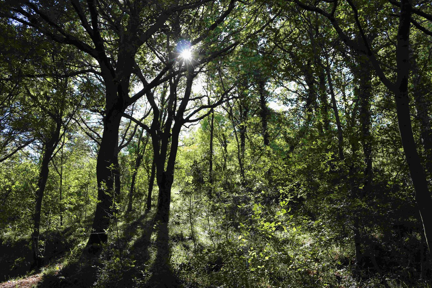 Bosco attraversato dalla luce tra gli alberi