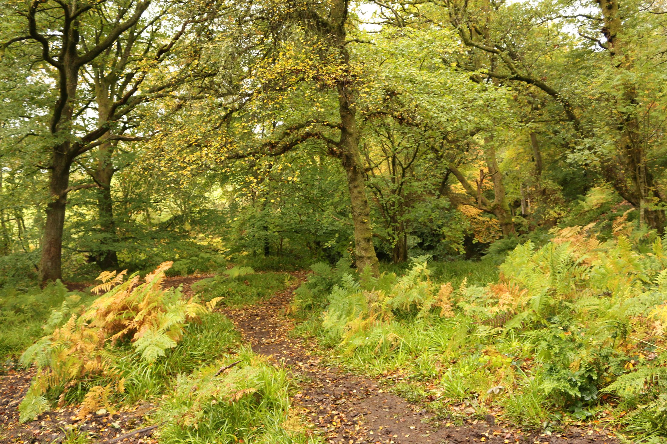 Bosco verde con felci e sentiero naturale